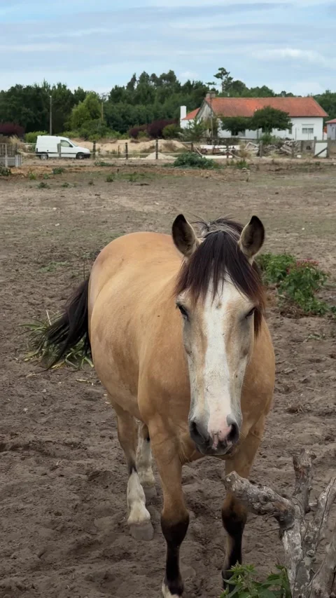 Mid-shot of a beautiful horse blinking and standing peacefully on soft sand Stock Footage 339205649