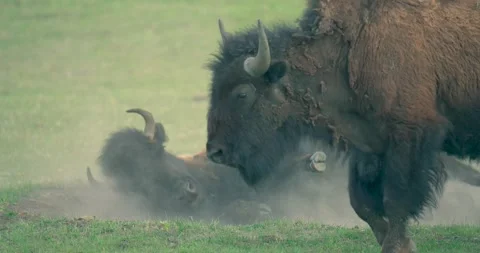 A mid shot of bison taking a dust bath Stock Footage 337241553