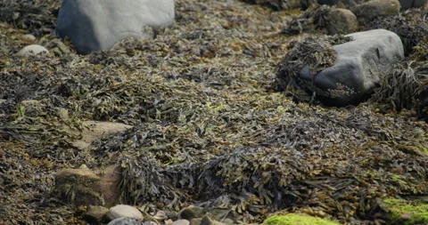 Mid shot of bladder whack seaweed on rocks and stones at Longhoughton beach of Stock Footage 294785761