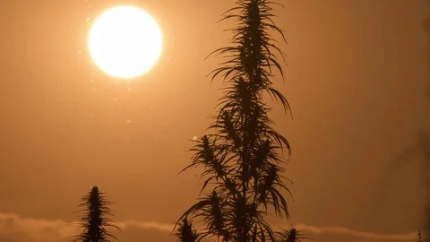 Mid shot of cannabis at the sunset background. Stock Footage 80714660