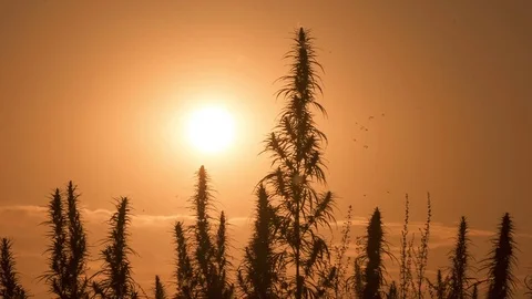 Mid shot of cannabis at the sunset background. Stock Footage 80714775