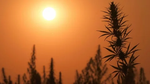Mid shot of cannabis at the sunset background. Stock Footage 80728785