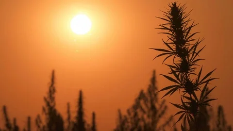 Mid shot of cannabis at the sunset background. Stock Footage 80729138