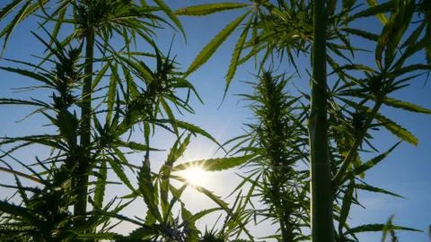 Mid shot of cannabis at the sunset background. Stock Photos