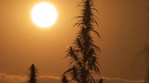 Mid shot of cannabis at the sunset background. Stock Photos
