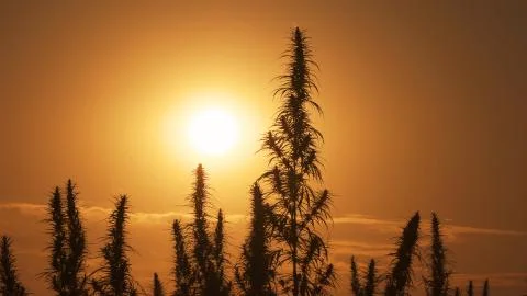Mid shot of cannabis at the sunset background. Stock Photos