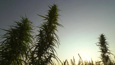 Mid shot of cannabis at the sunset background. Stock Photos