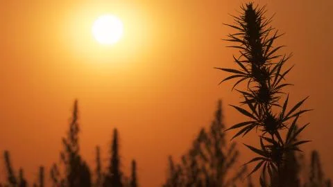 Mid shot of cannabis at the sunset background. Stock Photos