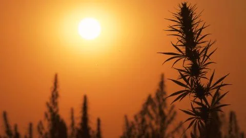 Mid shot of cannabis at the sunset background. Stock Photos