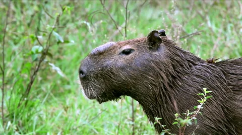 Mid shot of a capybara Stock Footage 44798621
