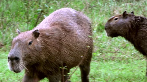 Mid shot of a capybara Stock Footage 44798738