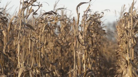 Mid Shot Corn Blowing in Wind Stock Footage 92438042