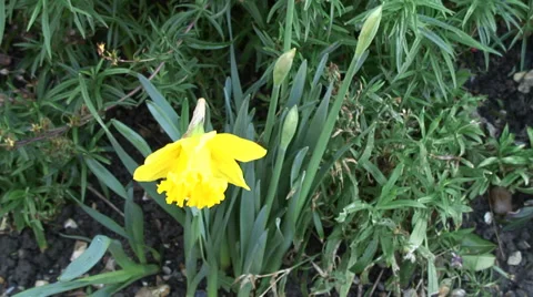 Mid shot Daffodils in flower bed-01 Stock Footage 35596729