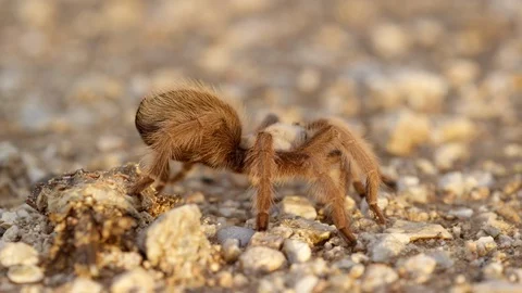 Mid-shot desert tarantula walking over desert floor.  Stock Footage 114886373