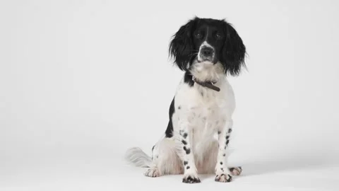 Mid Shot of Dog Sitting Stock Footage 205908439
