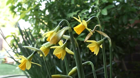 Mid shot Dwarf daffodils in flower bed-07 Video stock 35596740