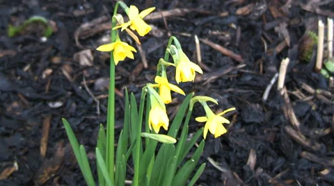 Mid shot Dwarf Daffodils in flowerbed-02 Video stock 35596758