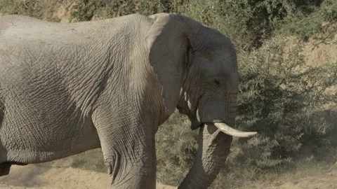Mid Shot Elephant Dust Bathing Stock Footage 156085056