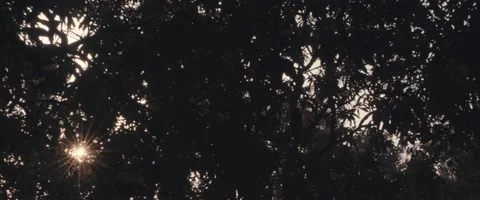 Mid-shot for empty forest in autumn at dusk Stock Footage 213088994