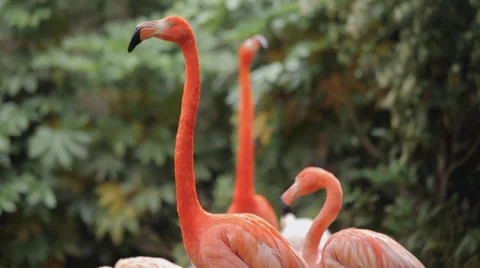 Mid shot of flamingos 動画素材 38732136