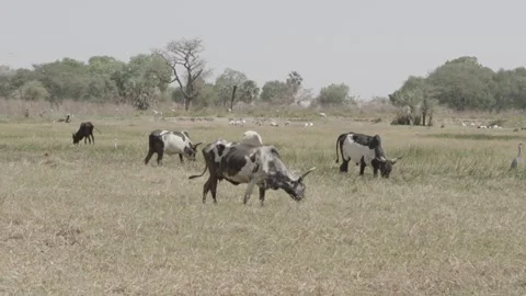 Mid shot of grazing cow Stock Footage 341342691