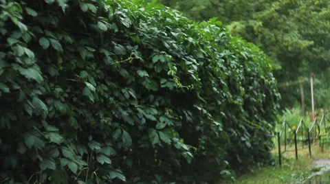 Mid Shot of Green Hedgerow Stock Footage 51762908