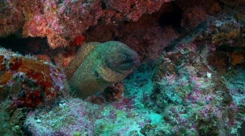 Mid shot green moray eel hiding in corel Stock-Footage 56646469
