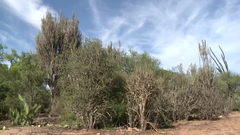 Mid shot of a group of trees Stock Footage 310540409