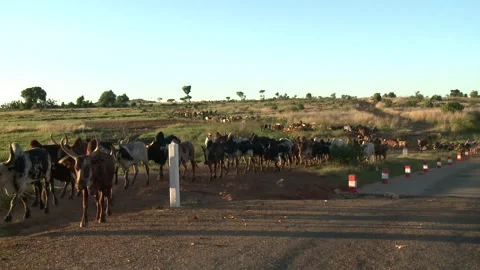 Mid shot of a herd of oxen being led by a herdsman Stock Footage 310540714