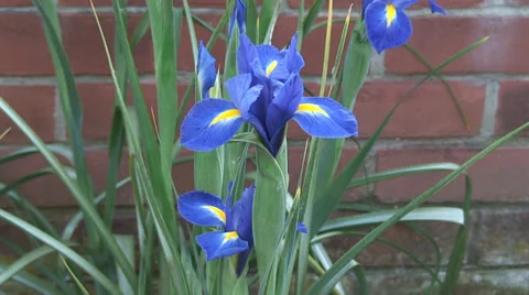 Mid shot Iris in flower boarder Stock Footage 38246749