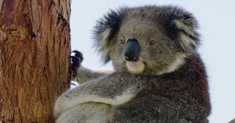 Mid-shot of koala in the Australian bush looking at camera - 4K 30P. Stock Footage 87856015