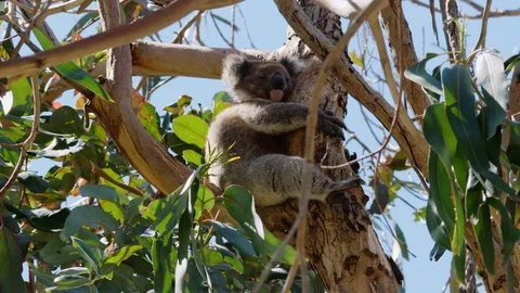 Mid-shot of koala sleeping in gum tree in south-east Australia. Stock Footage 87639849