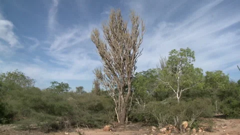 Mid shot of a large tree Stock Footage 310540382