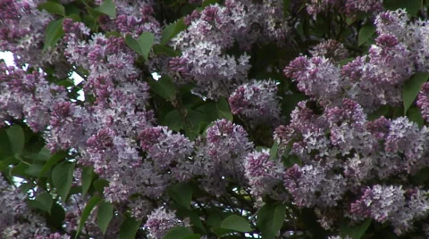 Mid shot mauve buddleia-02 Video stock 37572753