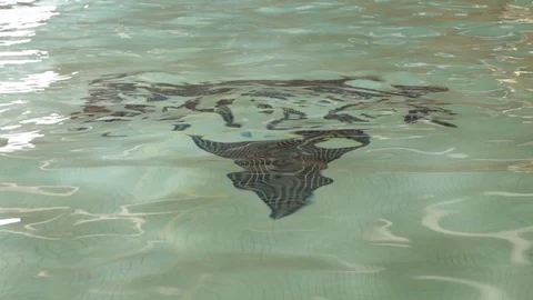 Mid shot of middle aged man alone doing the front crawl Stock Footage 107626840