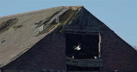 Mid shot of Multiple Pigeons flying into a Derelict brick barn at the Stock Footage 344242016