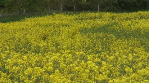 Mid shot of oilseed rape blowing in the wind Video stock 49952879