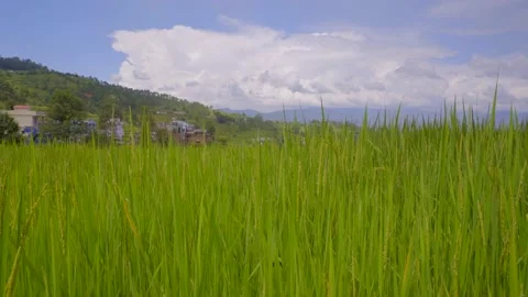 Mid shot Paddy farm Stock Footage 201840080
