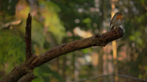 Mid-shot of Red-breasted robin with puffed out feathers perched on the end of a 스톡 동영상 251054141