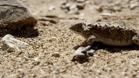 Mid Shot regal horned lizard eating harvester ants  Stock Footage 114865586