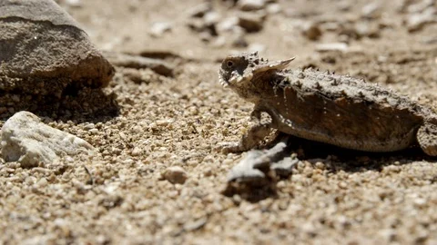 Mid Shot regal horned lizard eating harvester ants  Stock-Footage 114866617