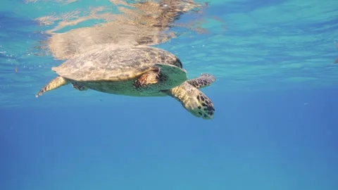 Mid shot of Sea Turtle resting on surface of water and looking down, Slow Stock Footage 243988566