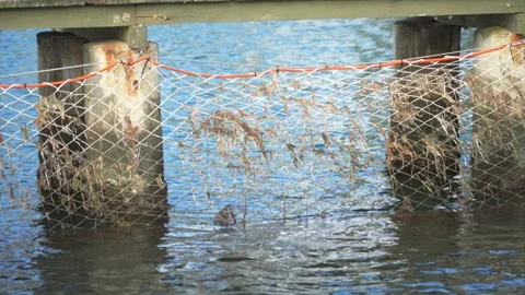 Mid shot of Shark nets around Woy Woy tidal baths, NSW, Australia Vídeos de archivo 332681280
