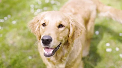 Mid-shot side view of unrecognizable person's hands holding cell phone and Stock Footage 278013560