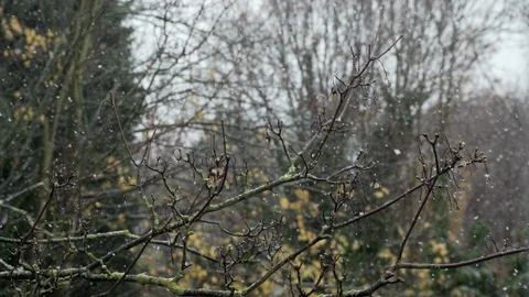 MID SHOT OF SNOW FALLING IN SLOW MOTION ONTO TREE BRANCH Stock Footage 126541422