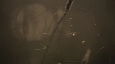 Mid Shot Spider weaving Web 스톡 동영상 32988818
