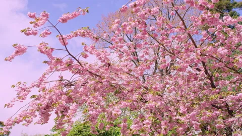 Mid shot of spring blossom tree Stock Footage 159392490
