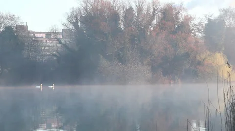Mid shot of swans on lake 스톡 동영상 37814444