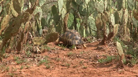 Mid shot of a tortoise walking through cacti Stock Footage 310540326