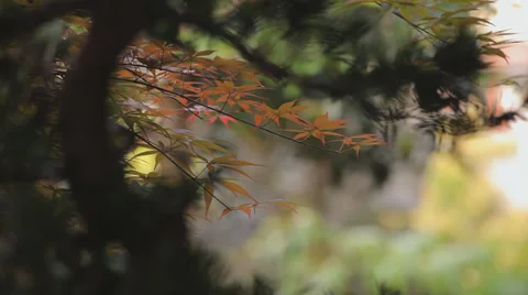 Mid shot of tree branch Stock Footage 38793277